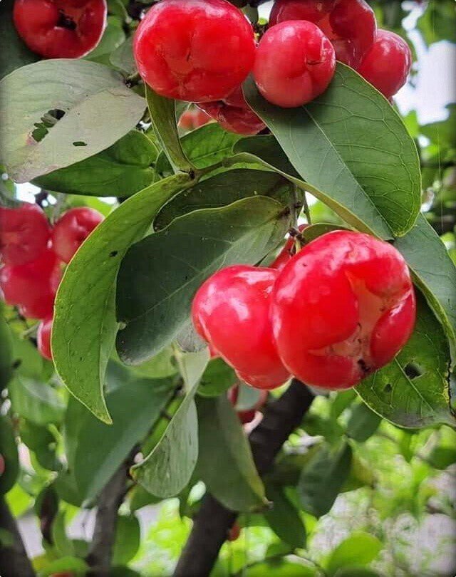 Seeds Red Wax Apple / Water Apple/Jamun/ Jamrul Live Plant. - My Fashion Sell