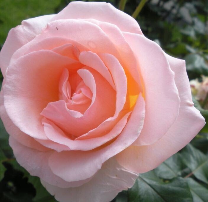 Seeds Rose Live Plant - My Fashion Sell