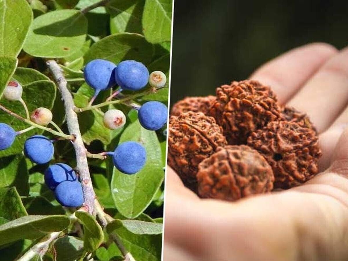 Seeds Rudraksha Plant - My Fashion Sell