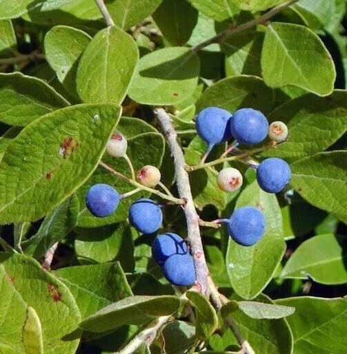 Seeds Rudraksha Plant - My Fashion Sell