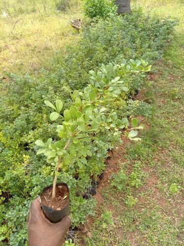 Seeds Thai Wood Apple Live Plant - Popular Among Indian/Bengali Street Food - My Fashion Sell