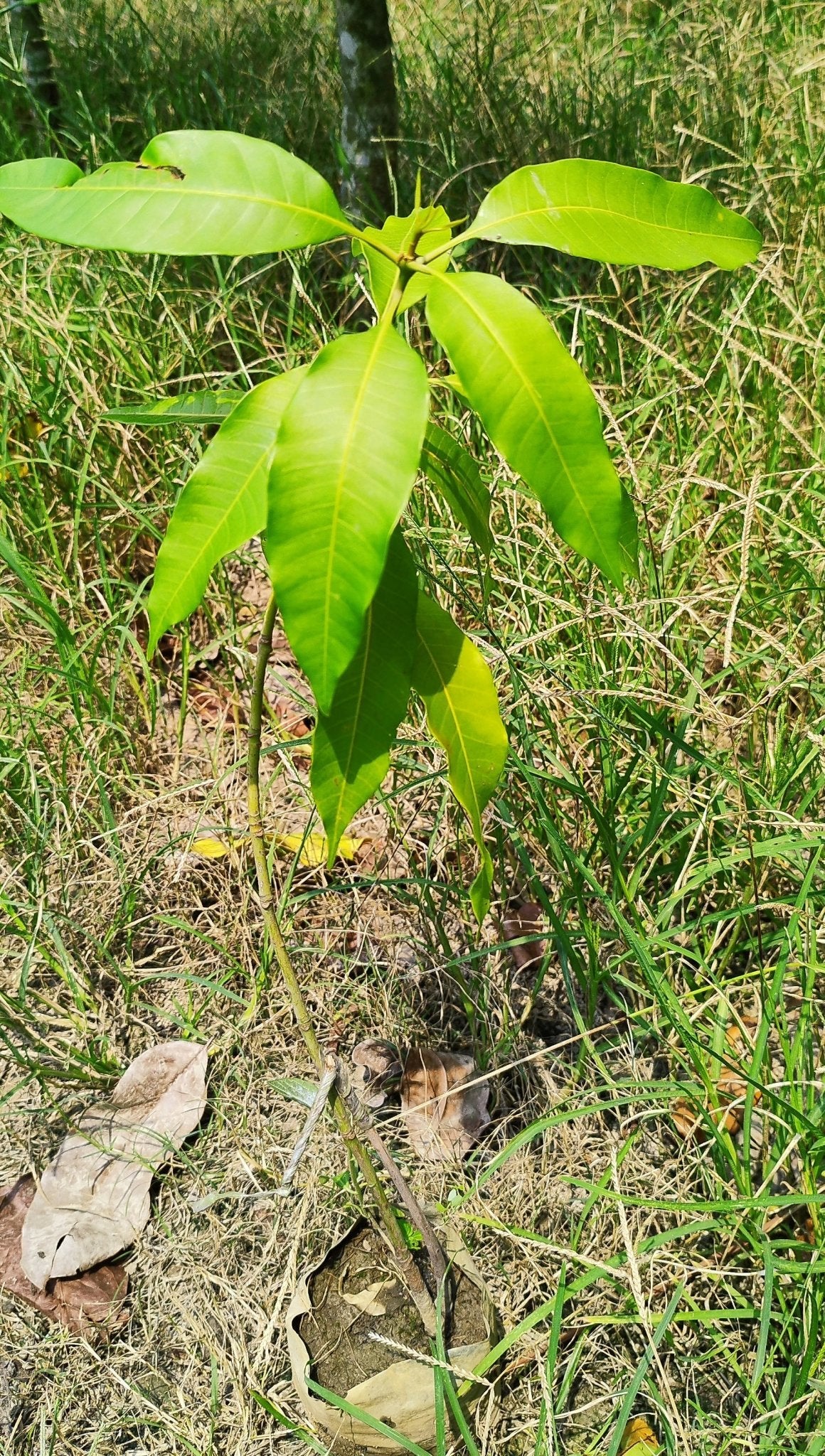 Seeds Thailand Variety Catimon Grafted Mango Plant / Plant Height 2Ft - 2.6Ft / Per Mango Weight Grater Than 1Kg - My Fashion Sell