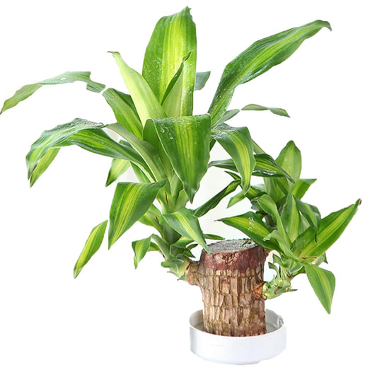 Lucky Brazilian Wood Plant, Healthy Indoor Plant for Living Room, Feng Shui Plant Seed 18288