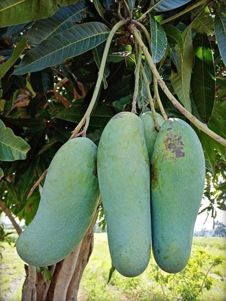 Seeds Thai Banana Shaped Mango Live Plant 205