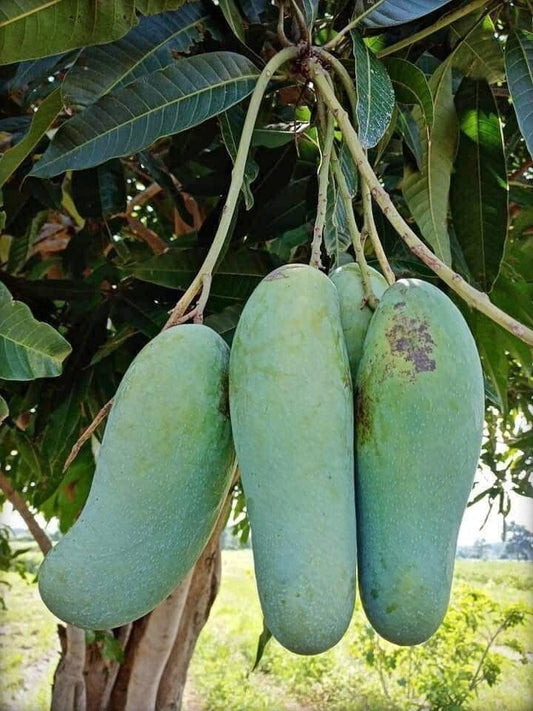 Seeds Thai Banana Shaped Mango Live Plant 205