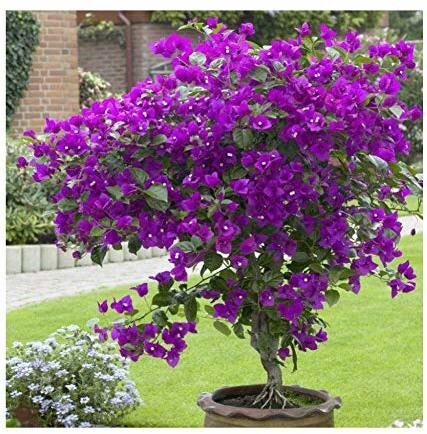 Seeds Flower Plant 205