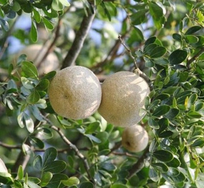 Seeds Thai Wood Apple Live Plant- Popular Among Indian/Bengali Street Food 205