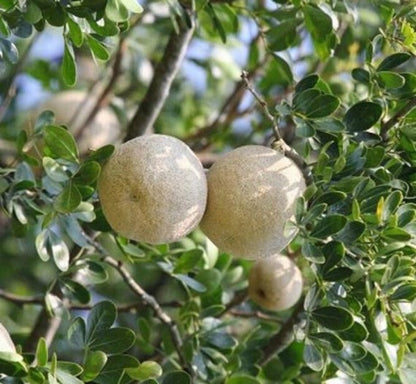 Seeds Thai Wood Apple Live Plant- Popular Among Indian/Bengali Street Food 205