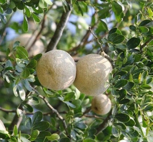 Seeds Thai Wood Apple Live Plant- Popular Among Indian/Bengali Street Food 205