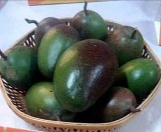Seeds Grafted Pusa Arunima Mango Plant 205