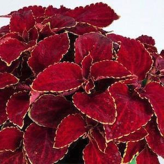 Seeds Coleus Plant 205