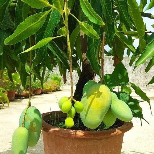 Seeds Live Bonsai All Season Mango Plant 205