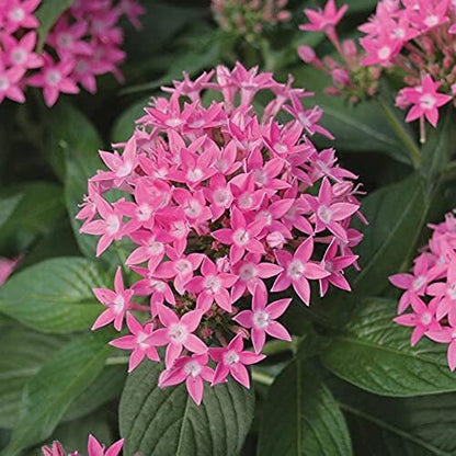 Seeds Pentas Plant Pink - Flowering Plants Flowers Garden Live Plant Nursery Indoor Outdoor Living Plants 205