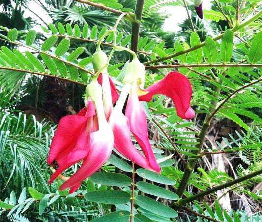 Seeds Live Red Agastya/Aghastya/ Plants 205