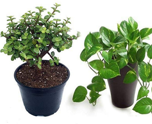 Seeds Combo of 2 Money Plant and Jade Plant 205