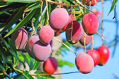 Seeds Gardens Rare Dwarf Malasian Red Mango Tree Grafted 1 Healthy Live Plants 205