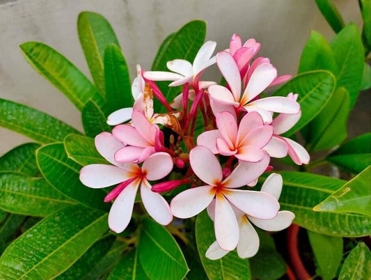 Seeds Pink Plumeria Flowers Plant. 205