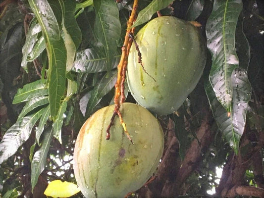 Seeds Bombay Dwarf Variety Mango Live Plant. 205