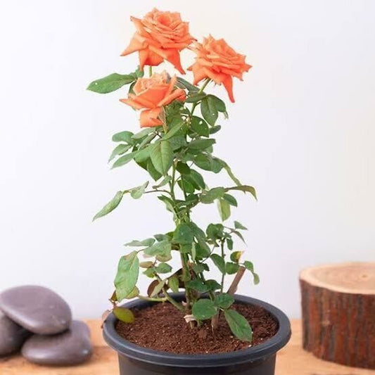 Seeds Rose Flower Plant 205