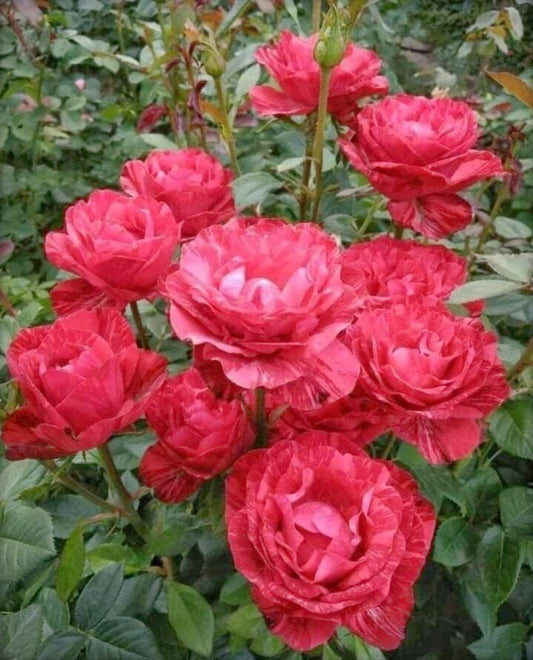 Seeds Rose Flower Plant 205