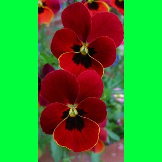 Seeds Orchid Plant 205