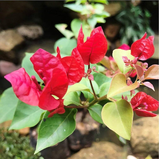 Seeds Bogenvelia Red, Pack of 1 205