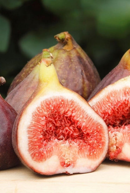 Seeds Anjeer Plant 205