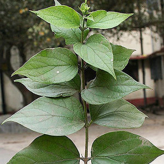 Seeds Harsingaar/ Parijaat 205