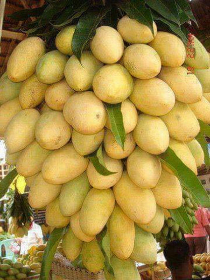 Seeds Chhapra Mango Plant- Grafted 205