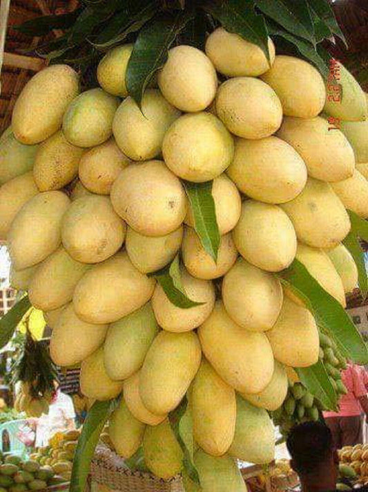 Seeds Chhapra Mango Plant- Grafted 205