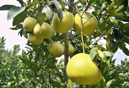 Seeds Batabi Labu/Pomelo Lemon Fruit Plant 205