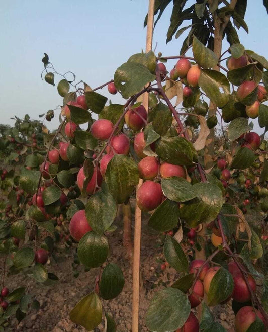 Seeds Apple Plant 205