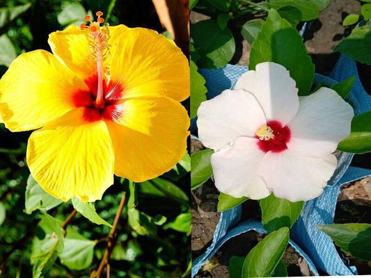 Seeds Hibiscus Flower Plant 205
