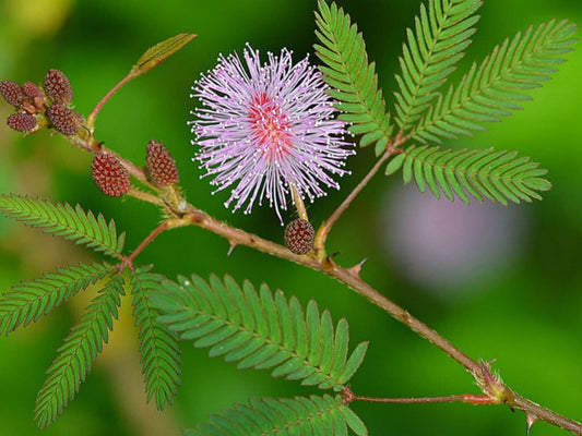 Seeds Shy Plant, Lajjabati, Chu Mui, Toch Me Not Plant 205