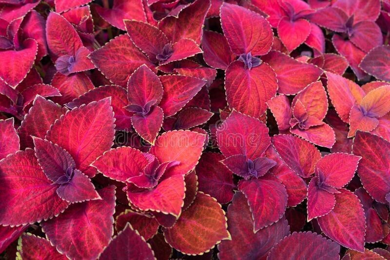 Seeds Coleus Plant 205
