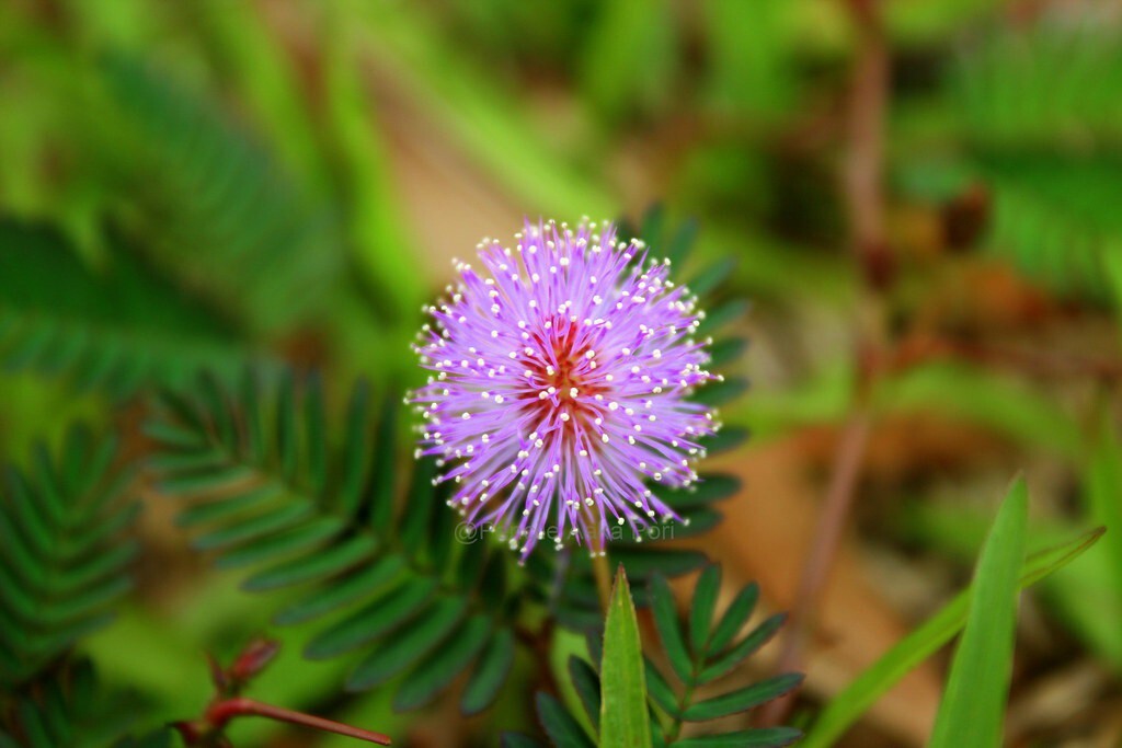 Seeds Shy Plant, Lajjabati, Chu Mui, Toch Me Not Plant 205