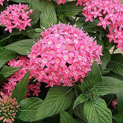 Seeds Pentas Plant Pink - Flowering Plants Flowers Garden Live Plant Nursery Indoor Outdoor Living Plants 205