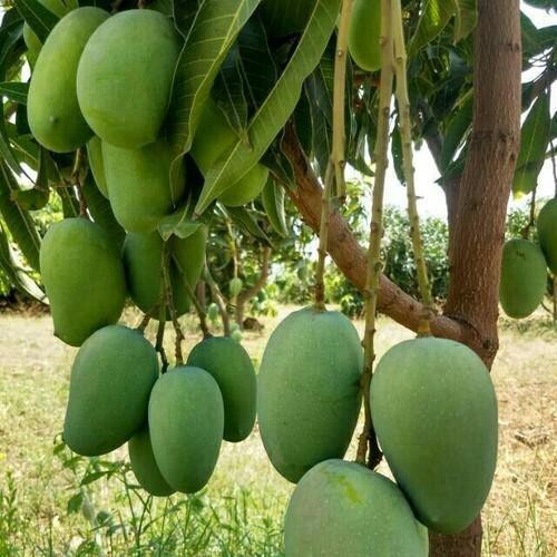 Seeds Live Bonsai All Season Mango Plant 205