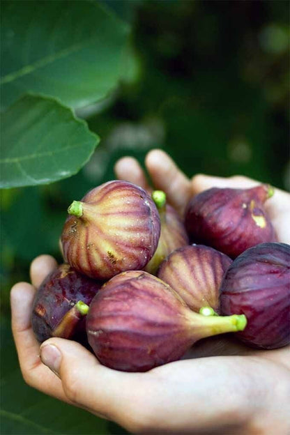 Seeds Anjeer Plant 205