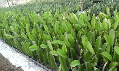 Seeds Dragon Fruit Live Plant 6 To 9 Inches Height Red 205