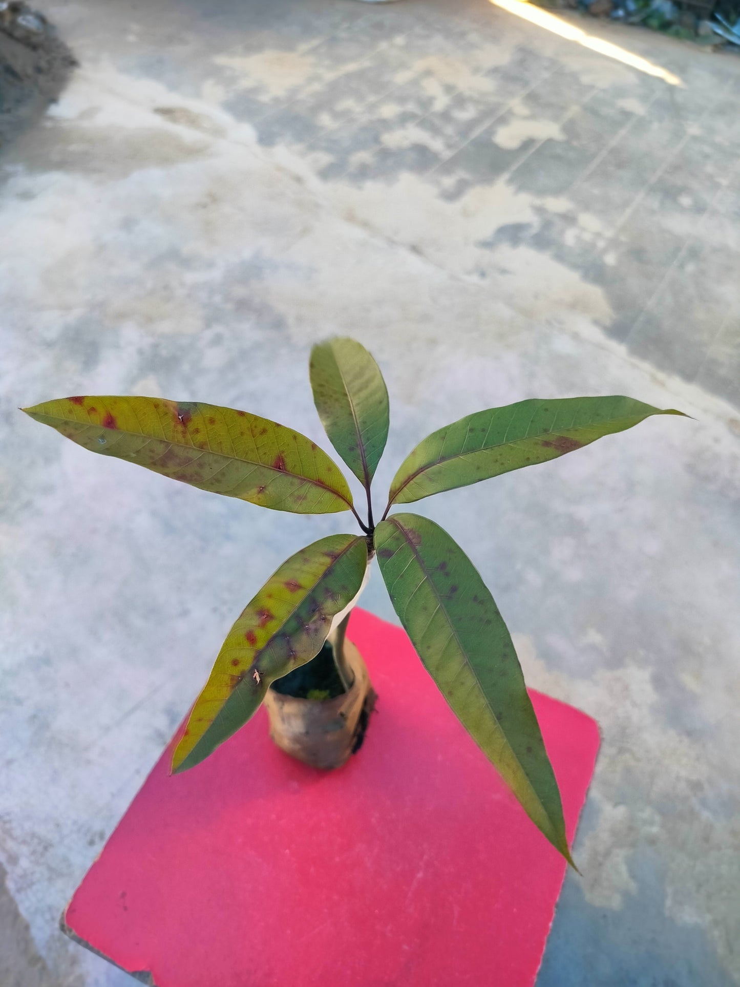 Seeds Grafted Pusa Arunima Mango Plant 205