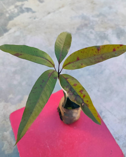 Seeds Thai Banana Shaped Mango Live Plant 205