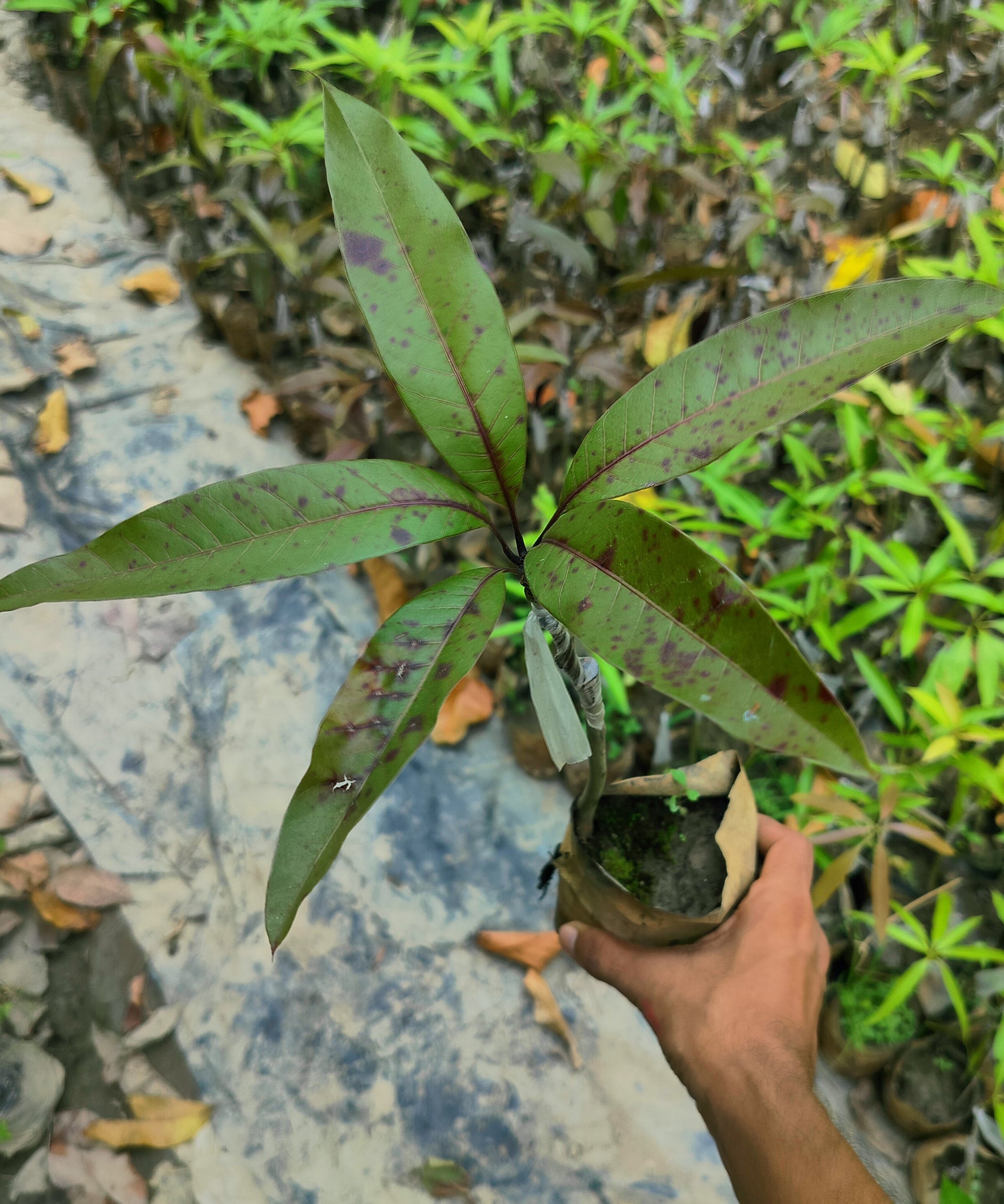 Seeds Bombay Dwarf Variety Mango Live Plant. 205