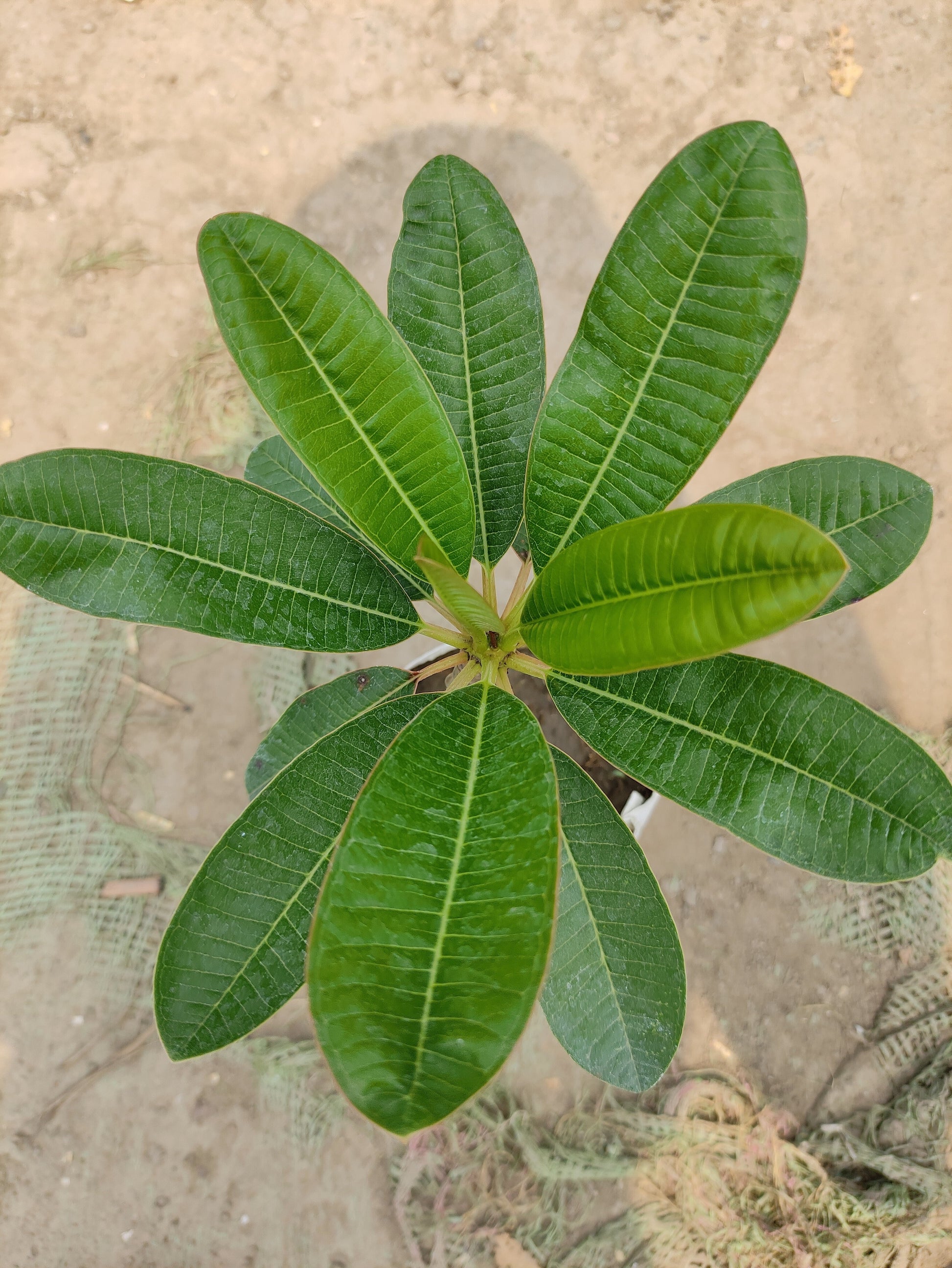 Seeds Pink Plumeria Flowers Plant. 205