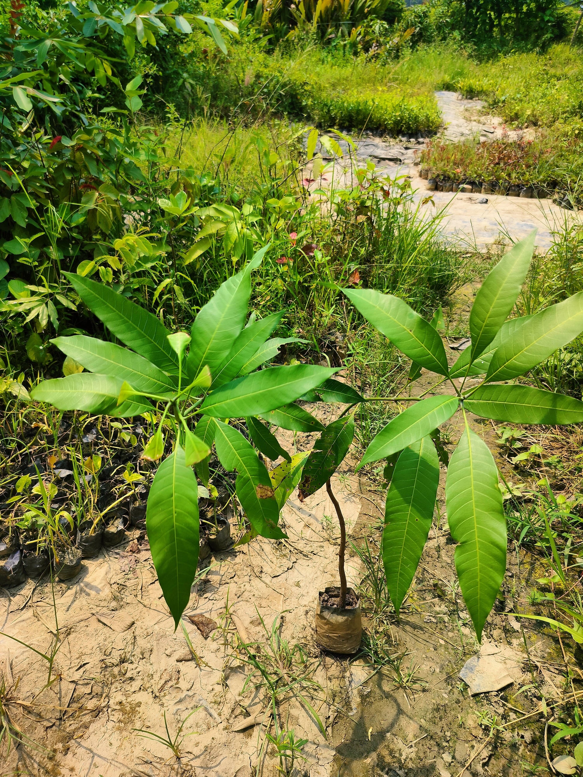 Seeds Gardens Rare Dwarf Malasian Red Mango Tree Grafted 1 Healthy Live Plants 205