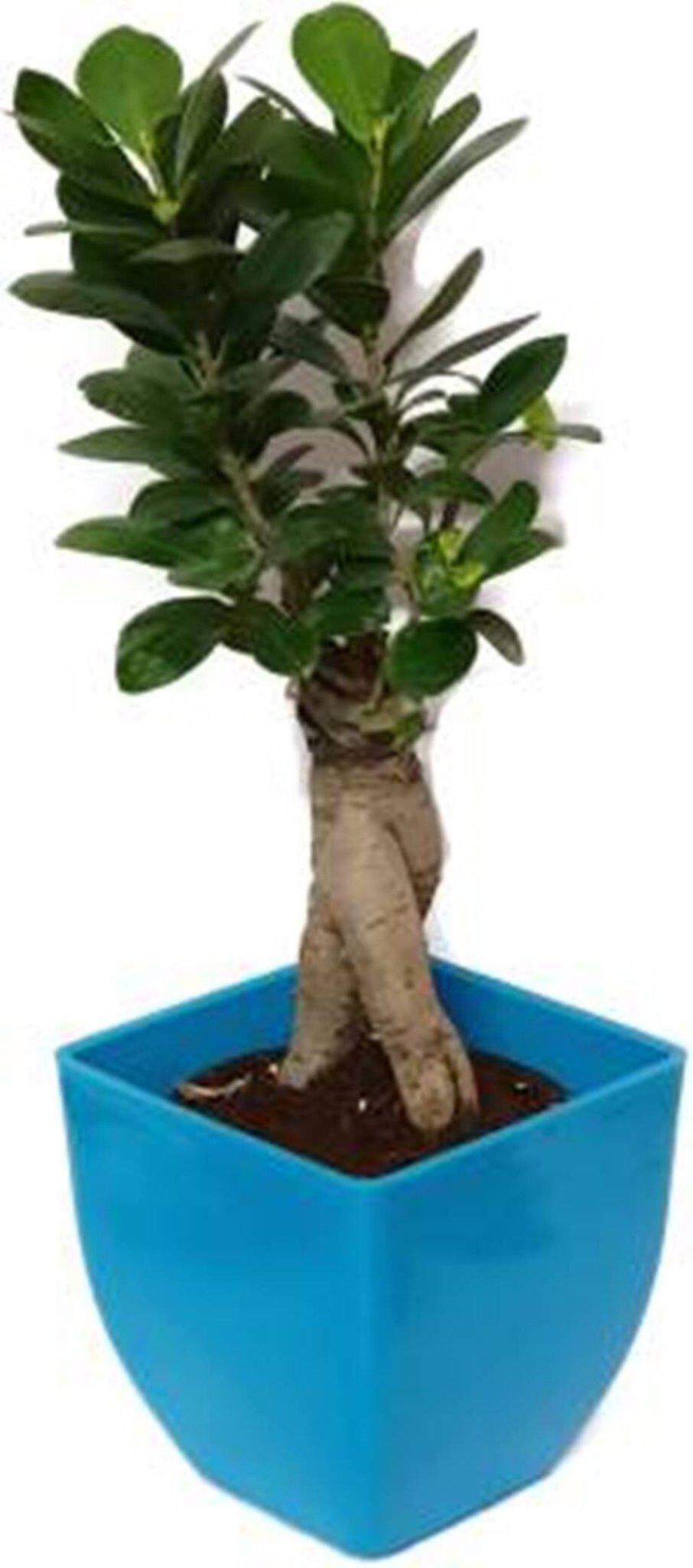 Seeds 3 Years Old Indoor Grafted Ficus Bonsai Plant [Live Plant] Plant (Yes Pack of 1 Bonsai) - My Fashion Sell