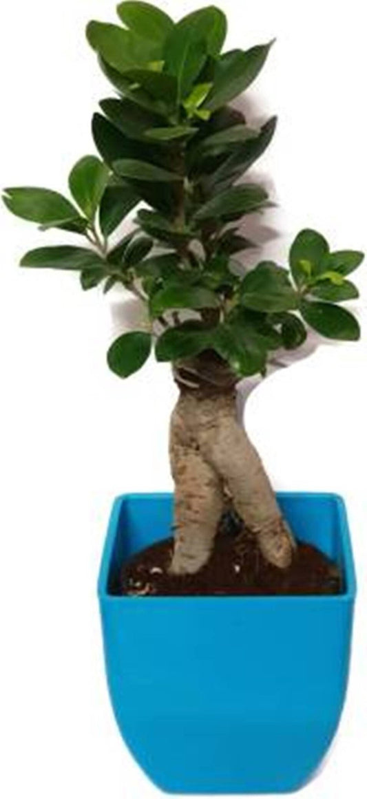 Seeds 3 Years Old Indoor Grafted Ficus Bonsai Plant [Live Plant] Plant (Yes Pack of 1 Bonsai) - My Fashion Sell