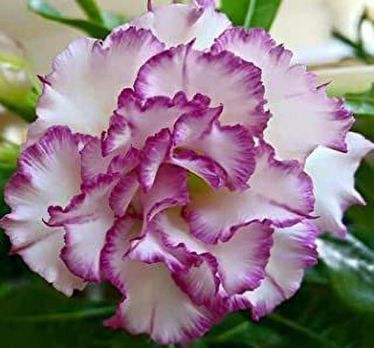 Seeds Adenium Plante - My Fashion Sell