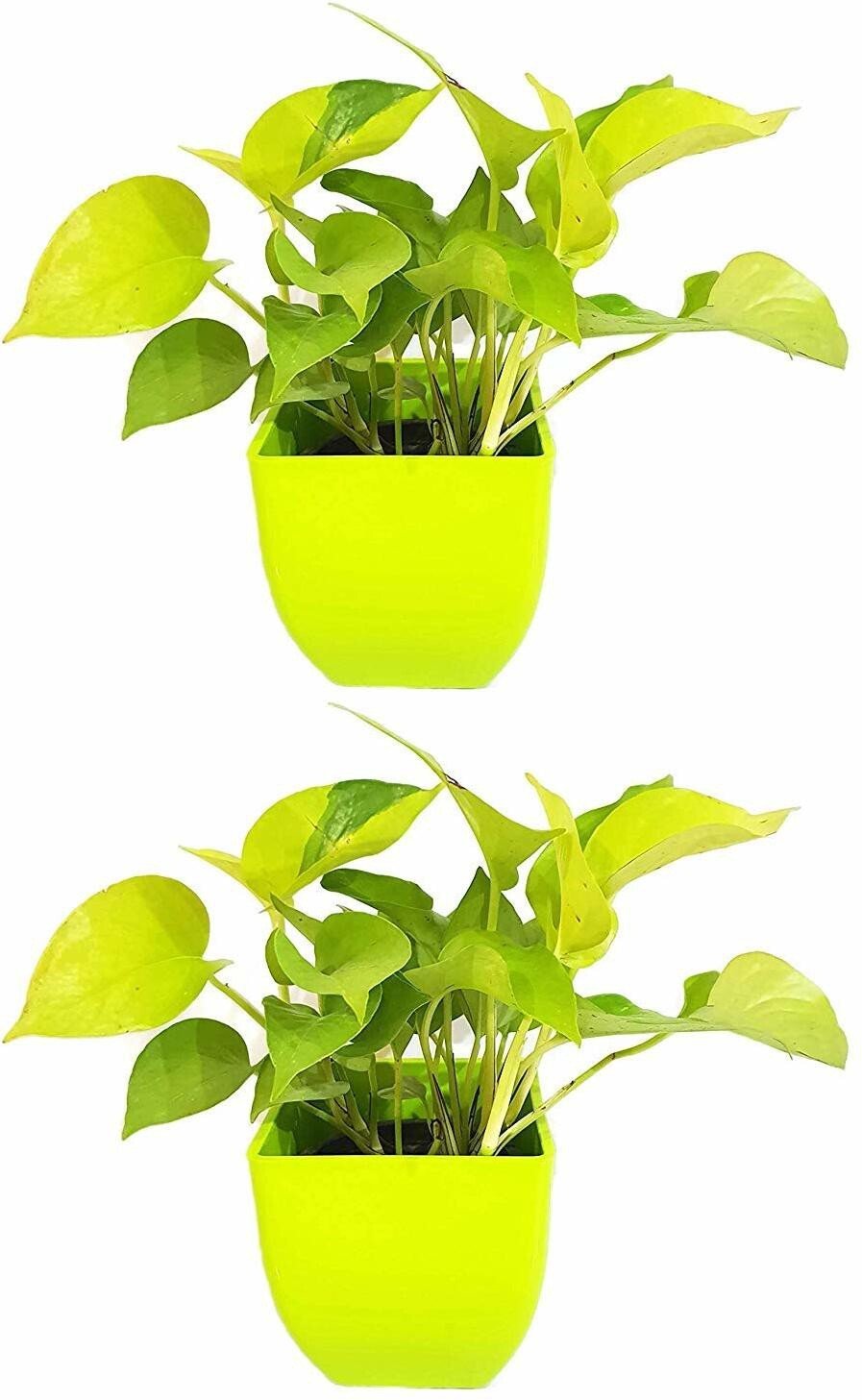 Seeds Air Purifying Good Luck Golden Money Plant - Feng Shui Pothos Plant [Pack of 2 Plants] - My Fashion Sell