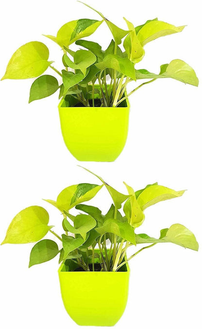 Seeds Air Purifying Good Luck Golden Money Plant - Feng Shui Pothos Plant [Pack of 2 Plants] - My Fashion Sell